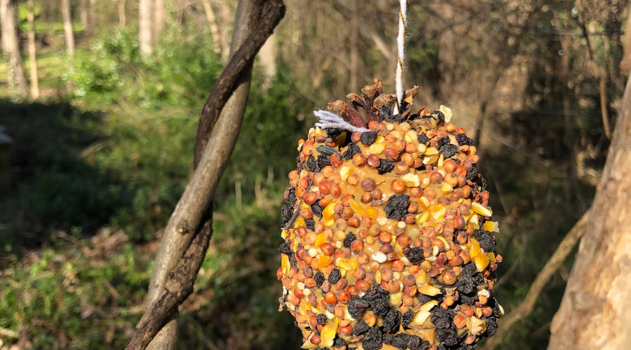 Easy Elderberry Birdfeeders