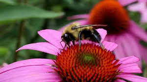 EASY POLLINATOR-FRIENDLY GARDENING