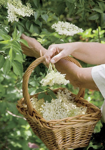 IS THAT ELDERBERRY?