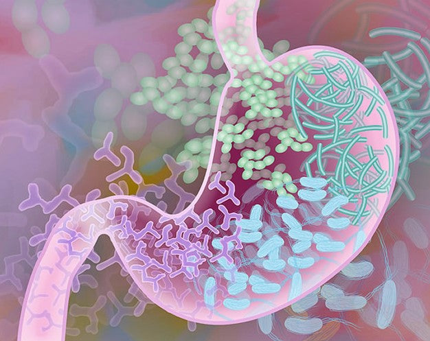 Support Immunity and Mood with a Healthy Gut