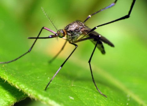 MOSQUITO BATTLE PLAN
