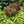 Organic Dried Elderberries Bush - Sweet's Elderberry Benefits